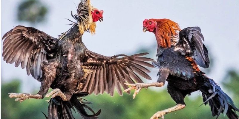 Giới thiệu chi tiết trò chơi Đá Gà Siêu Hạng