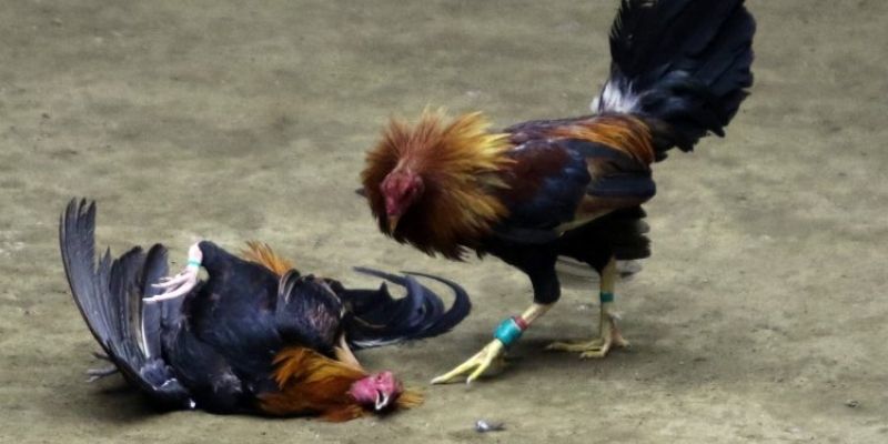 Cách thức đăng ký và tham gia trò chơi