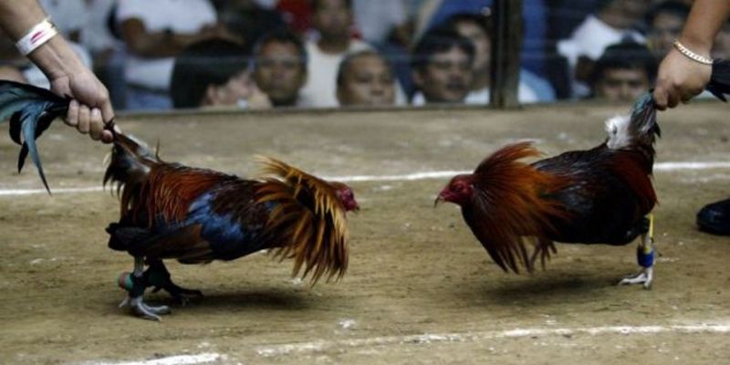 Đá Gà Siêu Hạng tại 33win - Trận Đấu Gay Cấn Mỗi Ngày