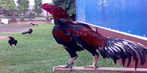 Gà nòi là chiến kê có hình thể đẹp, lối đánh nặng và sát thương cao cho đối thủ