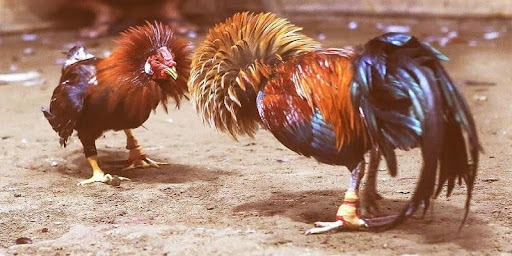 Chiến kê tốt là chiến kê không lùi bước khi đối đầu