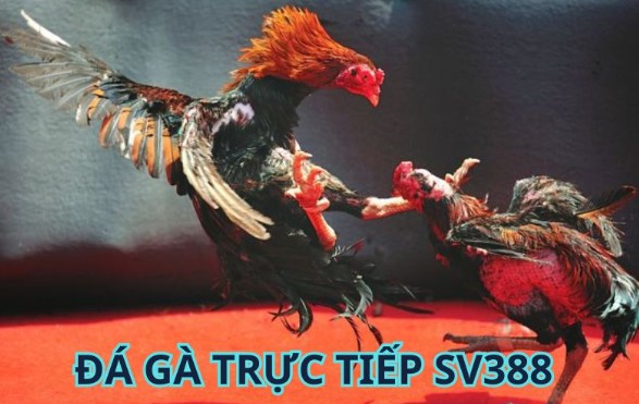 Khái niệm đá gà trực tiếp SV388