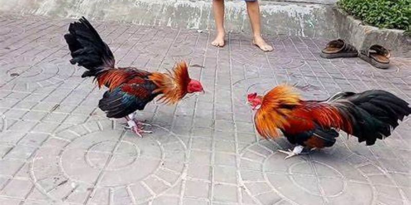 Chiến thuật chơi đá gà Campuchia trực tuyến
