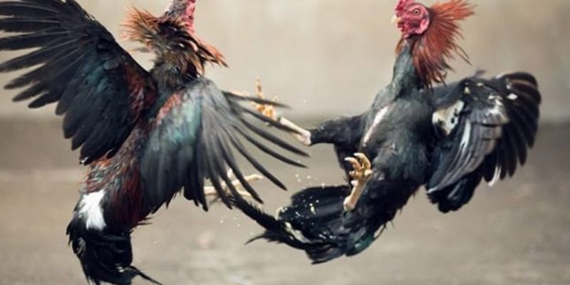 Trải nghiệm nhiều trận đấu hấp dẫn