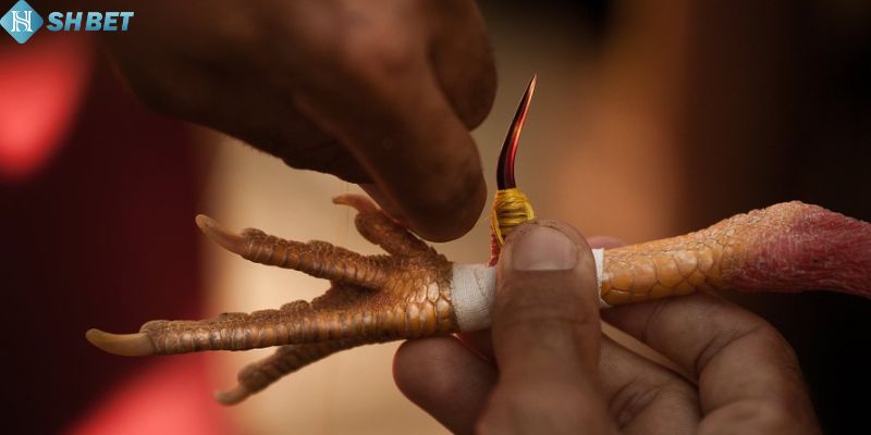 Bí quyết tham gia đá gà cựa sắt tại Shbet