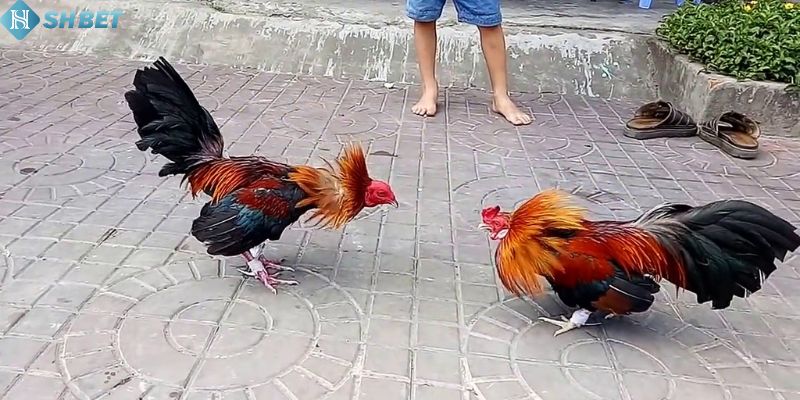 Shbet phân tích chính xác trong đá gà trực tuyến