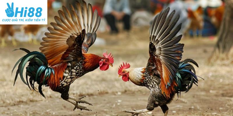 Tỷ lệ thưởng cao khiến người chơi thích thú tham gia
