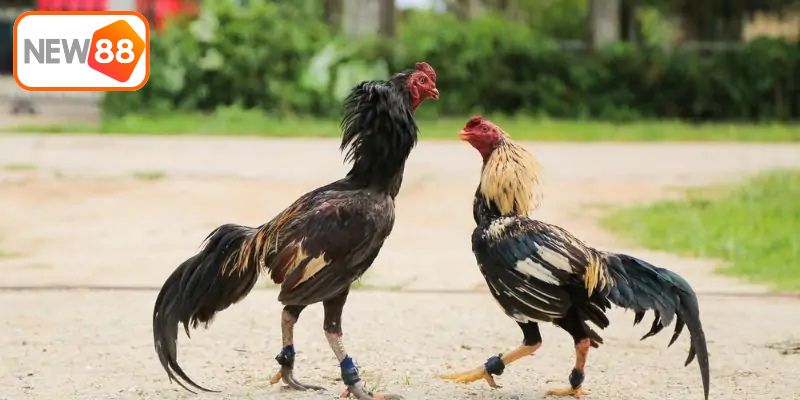 Hướng dẫn chi tiết cách chơi đá gà tại New 88