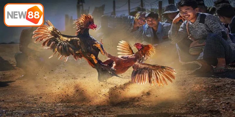 Kinh nghiệm chơi đá gà hiệu quả tại New 88
