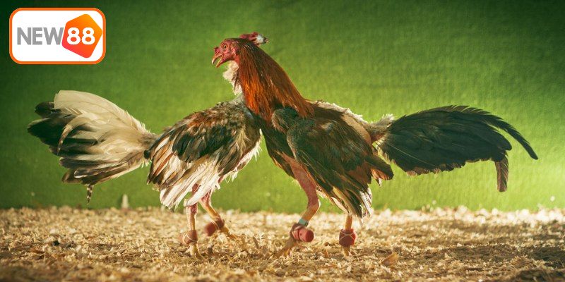 Những lưu ý quan trọng khi tham gia đá gà tại New88