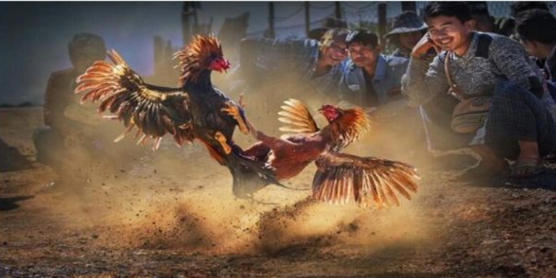 Sơ lược về đá gà cựa sắt