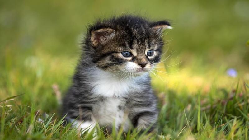 Tìm hiểu về ý nghĩa khi mơ thấy mèo