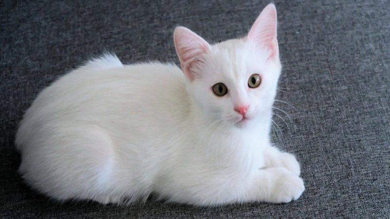 Mê thấy mèo đang cắn nhau